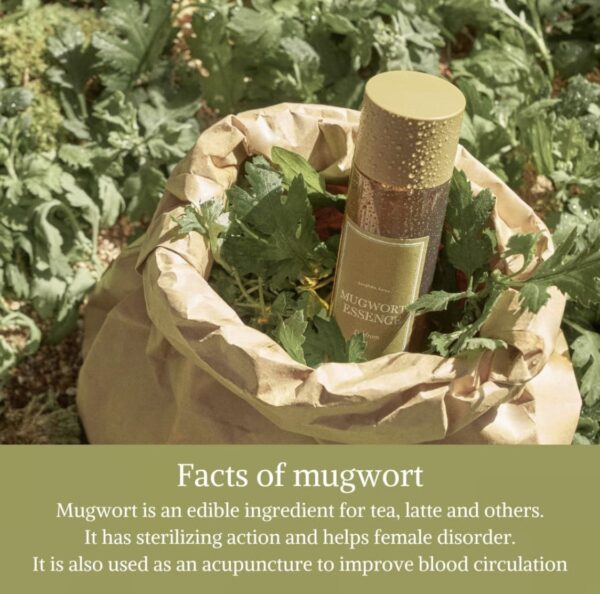 Im From Mugwort Essence 5.4 Fl Oz - Image 4